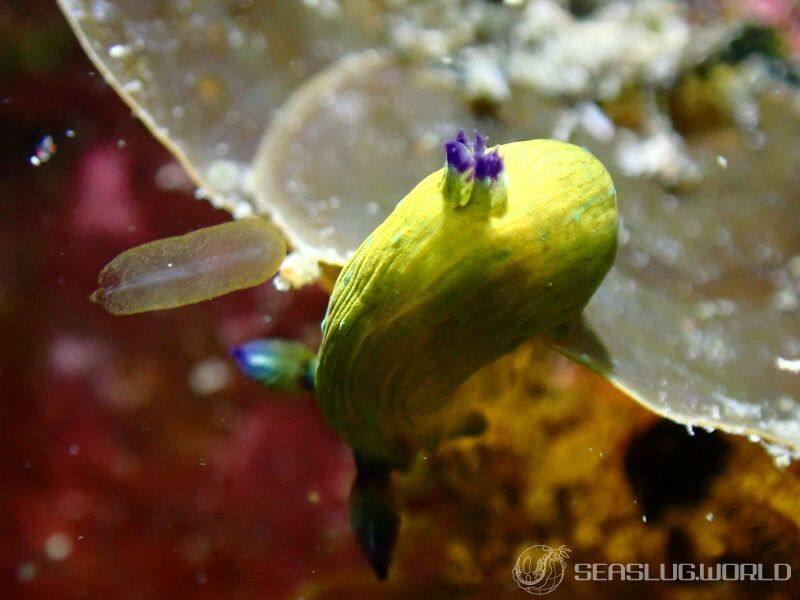 コミドリリュウグウウミウシ Tambja amakusana