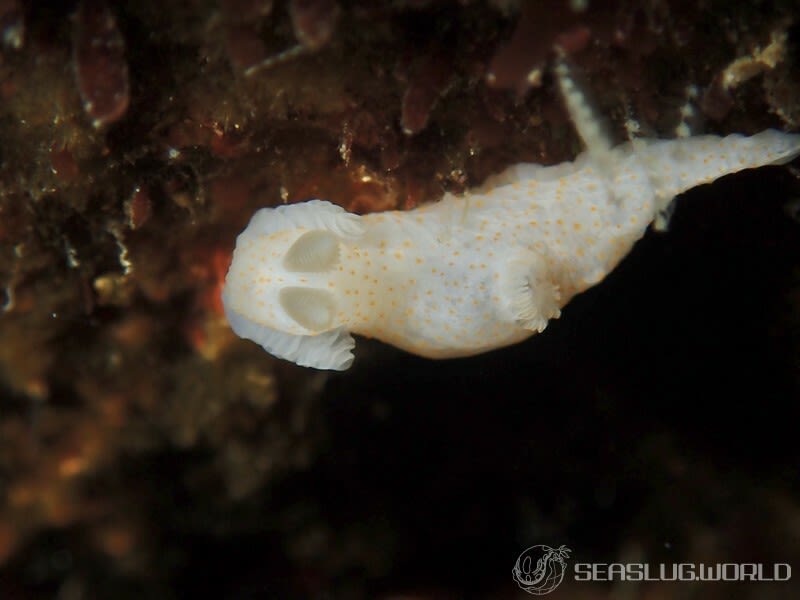 モミアゲキヌハダウミウシ Gymnodoris sp. 3