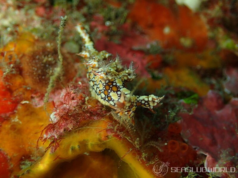 ヒオドシユビウミウシ Bornella anguilla