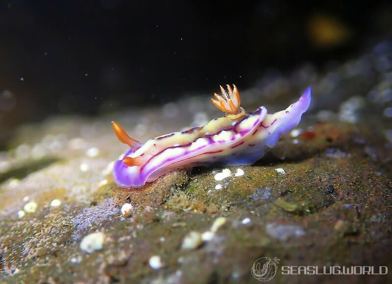 セリスイロウミウシ Hypselodoris cerisae