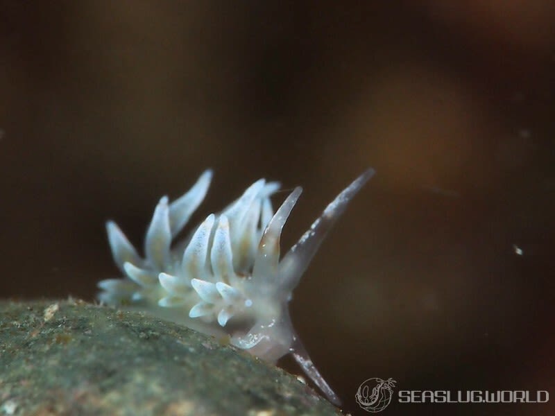 ホリミノウミウシ Eubranchus horii