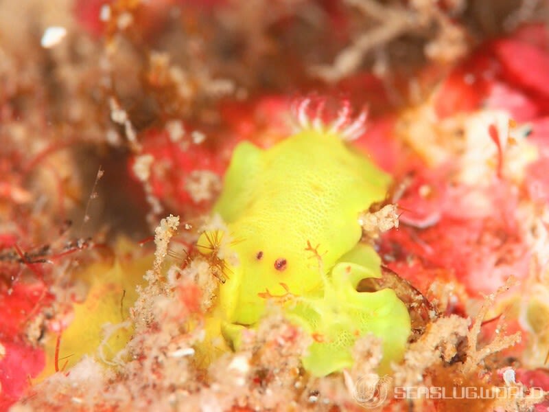 シラユキウミウシ属の一種 3 Verconia sp. 3