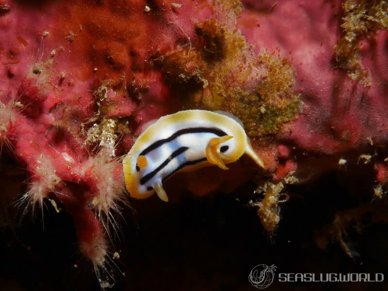 シボリイロウミウシ Chromodoris strigata