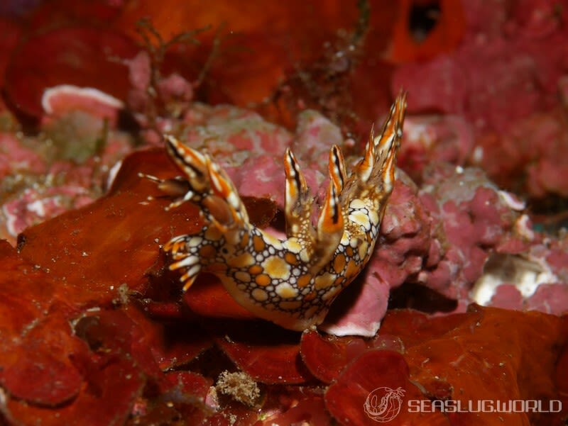 ヒオドシユビウミウシ Bornella anguilla