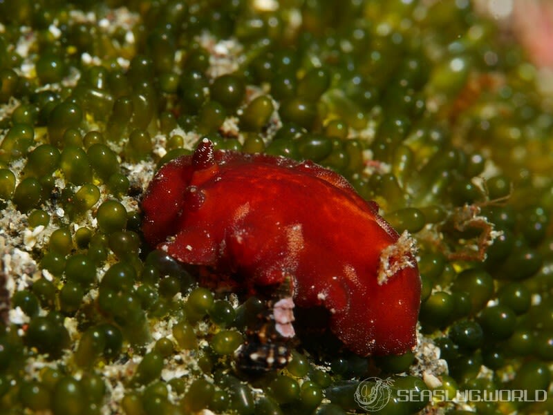 スオウウミウシ Platydoris sanguinea