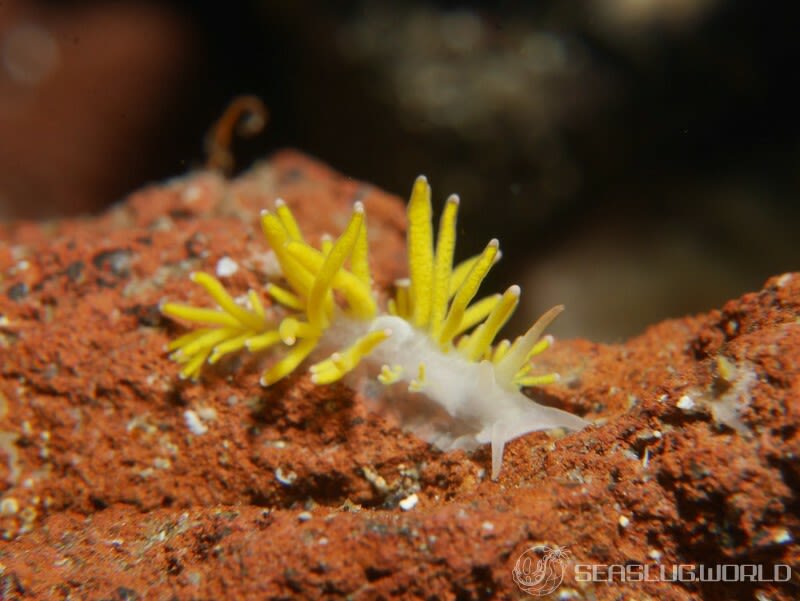 イボヤギミノウミウシ Phestilla melanobrachia