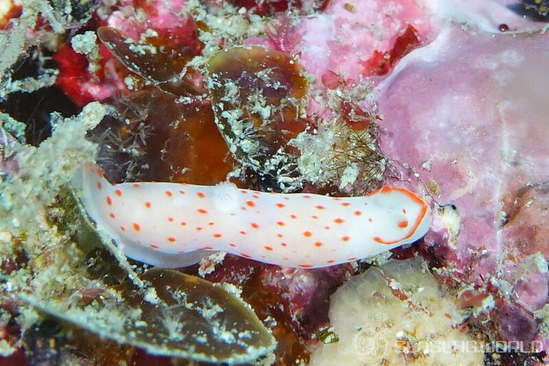 アカボシウミウシ Gymnodoris alba