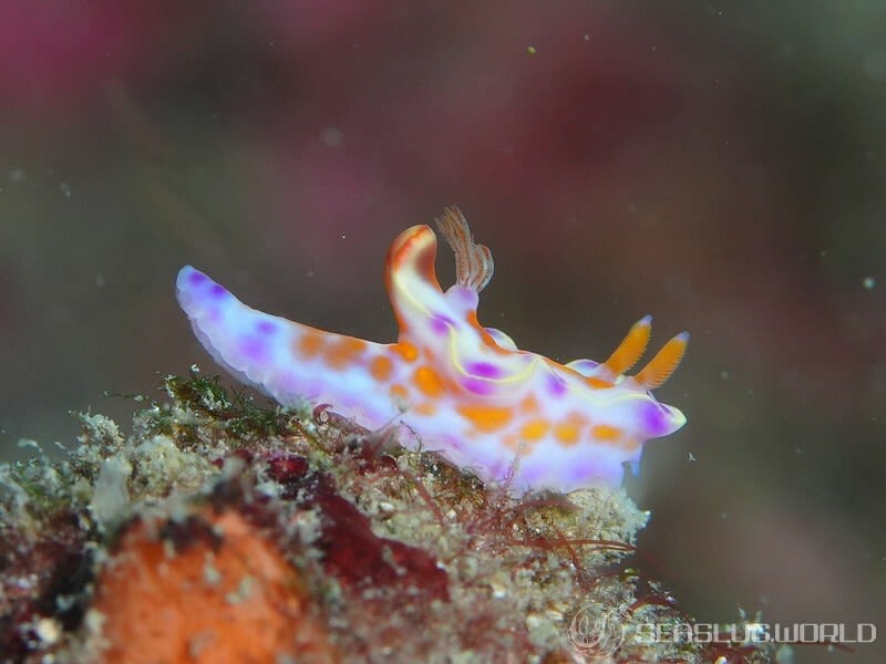 ニシキウミウシ Ceratosoma trilobatum