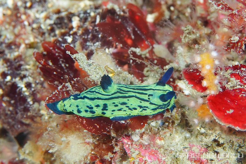 オオクチリュウグウウミウシ Tyrannodoris sp. 1