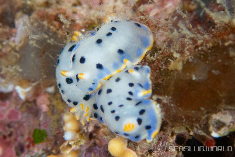 ウスイロウミウシ Hypselodoris placida