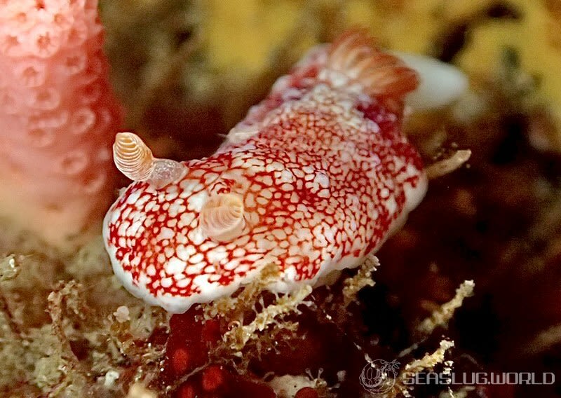 チリメンウミウシ Goniobranchus reticulatus