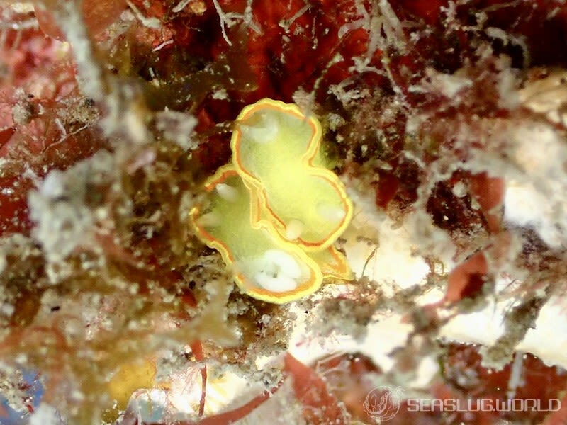 ミツイラメリウミウシ Diaphorodoris mitsuii