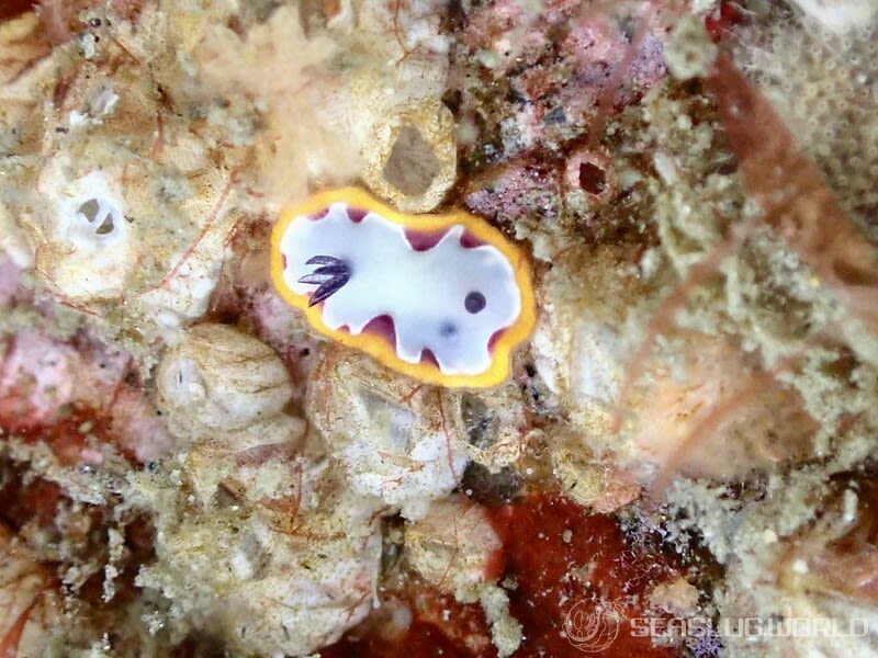 フジナミウミウシ Goniobranchus fidelis