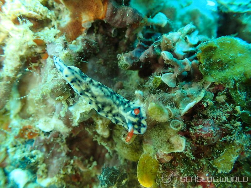 ホシゾラウミウシ Hypselodoris infucata