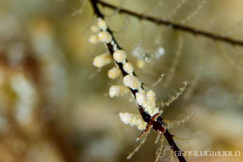 ヤマンバミノウミウシ Eubranchus putnami