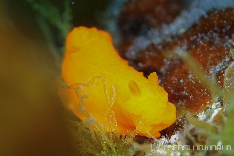 キヌハダウミウシ Gymnodoris inornata