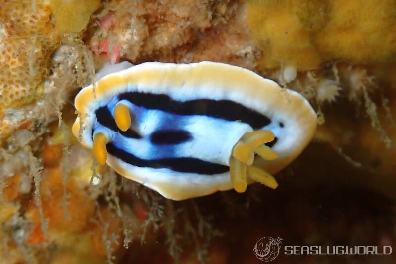 シボリイロウミウシ Chromodoris strigata