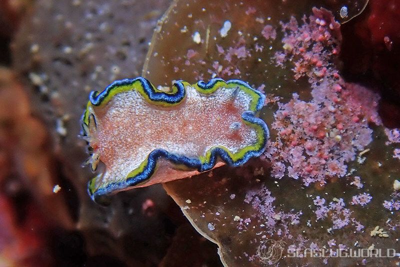 モンジャウミウシ Glossodoris cf. cincta