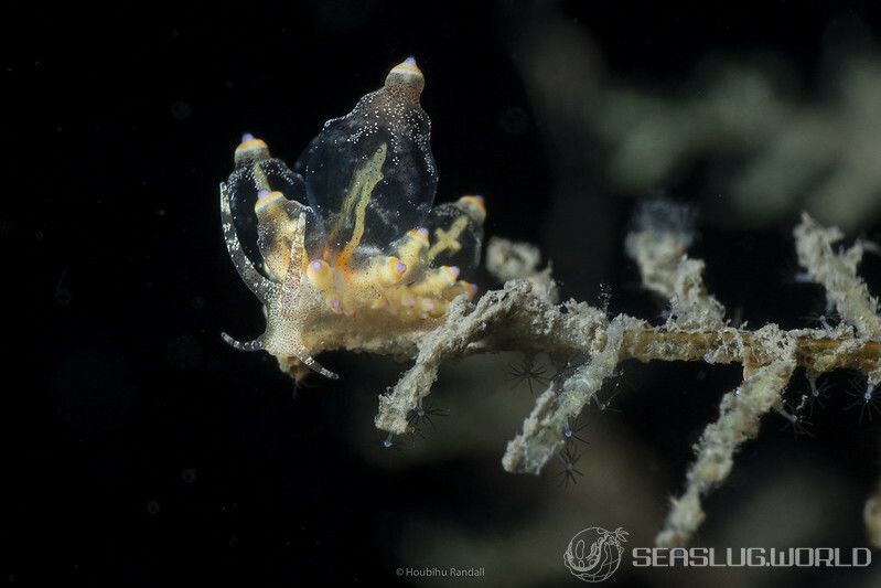 ホリミノウミウシ属の一種 2 Eubranchus sp. 2