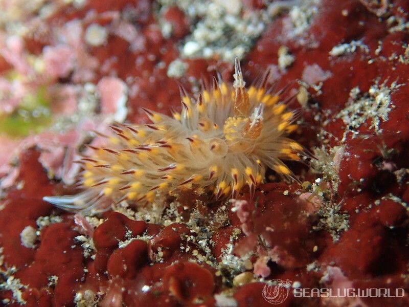 コヤナギウミウシ Janolus toyamensis