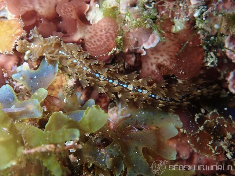 ムカデミノウミウシ Pteraeolidia semperi