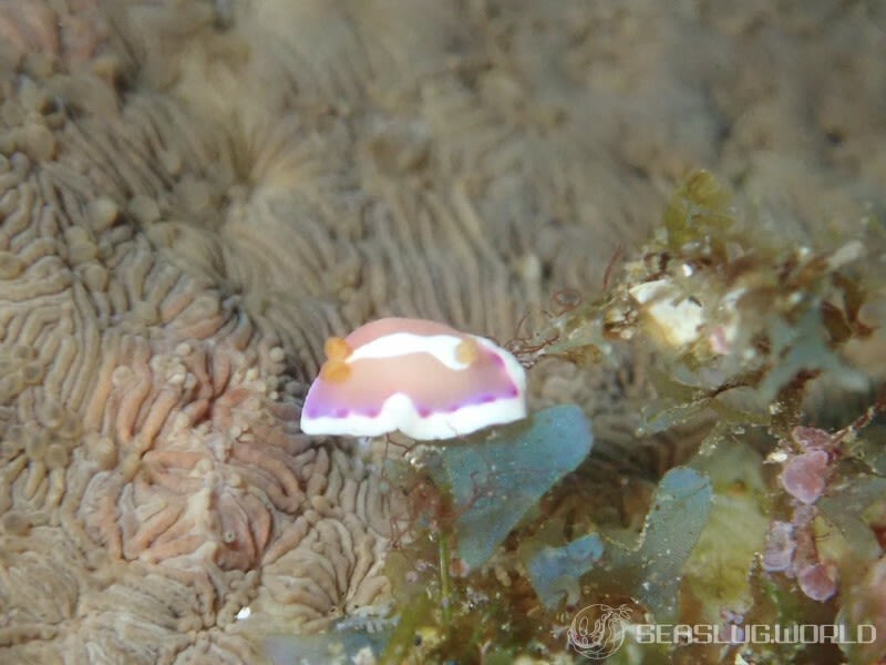 アラリウミウシ Verconia norba