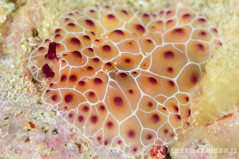 ソバカスフシエラガイ Pleurobranchus grandis