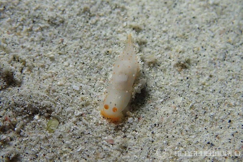 キヌハダウミウシ属の仲間 Gymnodoris spp.