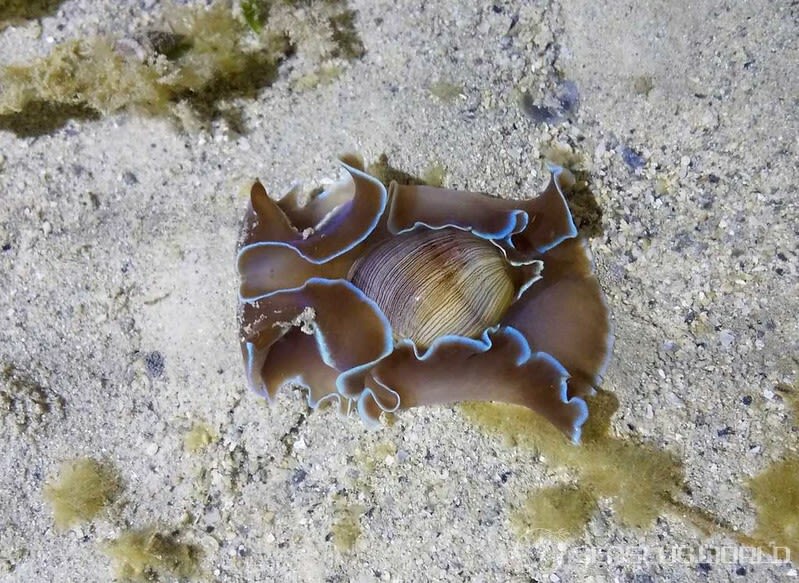 ヒメヤカタガイ Hydatina zonata