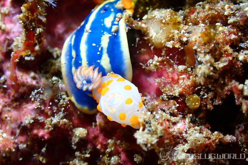 キイボキヌハダウミウシ Gymnodoris impudica