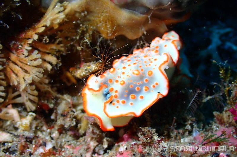 ハナオトメウミウシ Dermatobranchus ornatus