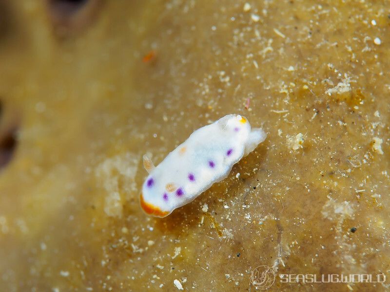 アカネコモンウミウシ Goniobranchus collingwoodi