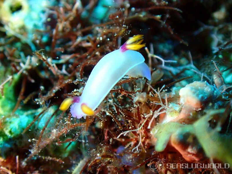 ゾウゲイロウミウシ Hypselodoris bullockii