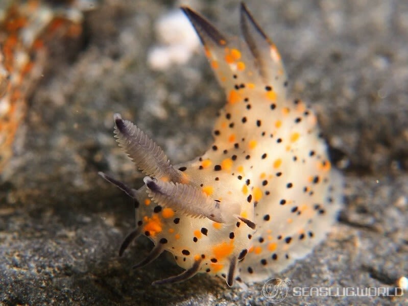 コソデウミウシ Polycera abei