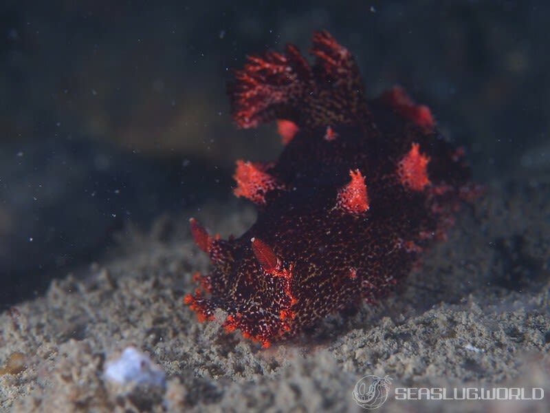 ベッコウヒカリウミウシ Plocamopherus imperialis