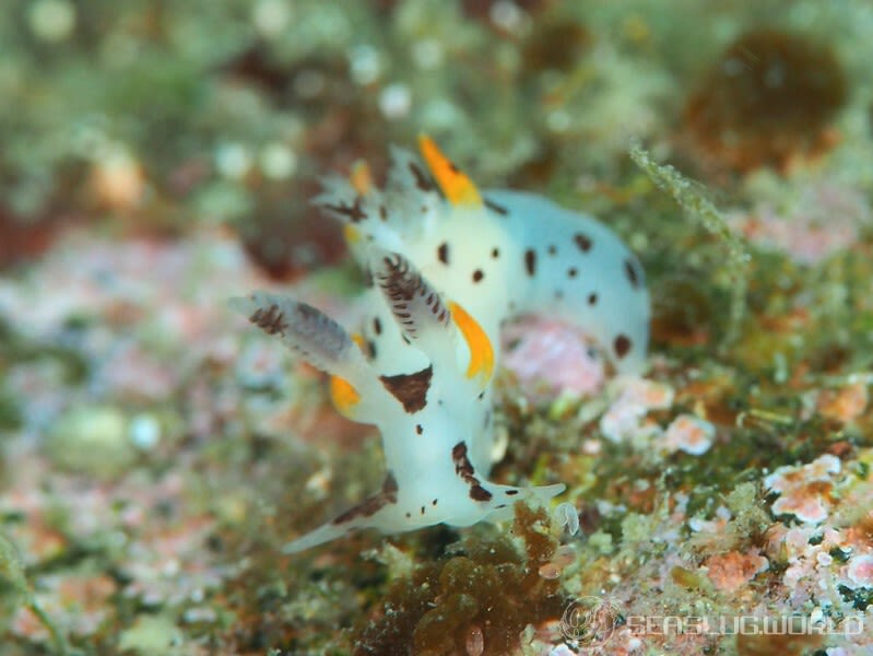 ツガルウミウシ Trapania japonica