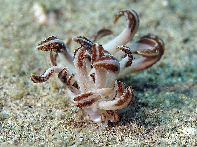 ヤコブセンミノウミウシ Phyllodesmium jakobsenae