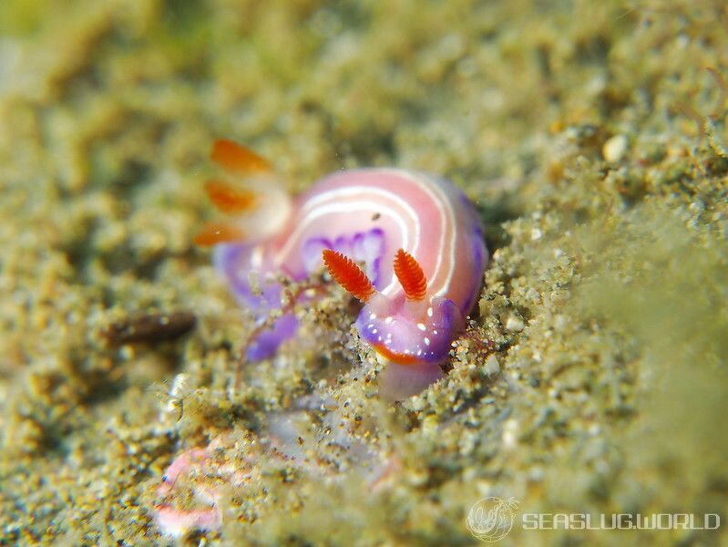 ハナイロウミウシ Thorunna florens