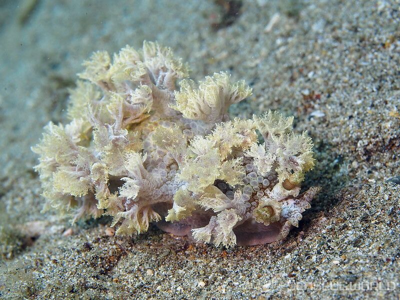 シンリンウミウシ Marionia arborescens