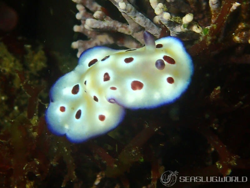 マダライロウミウシ Hypselodoris tryoni