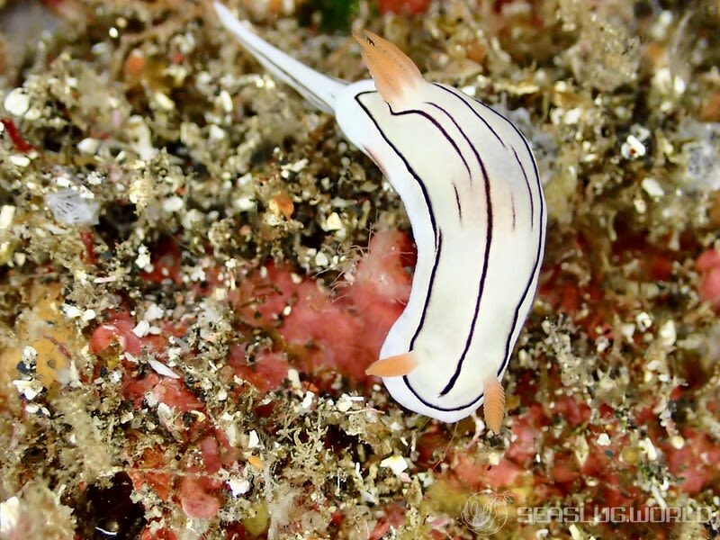 ホンノリイロウミウシ Chromodoris sp. 7