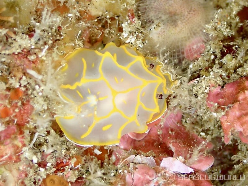 キスジカンテンウミウシ Halgerda diaphana