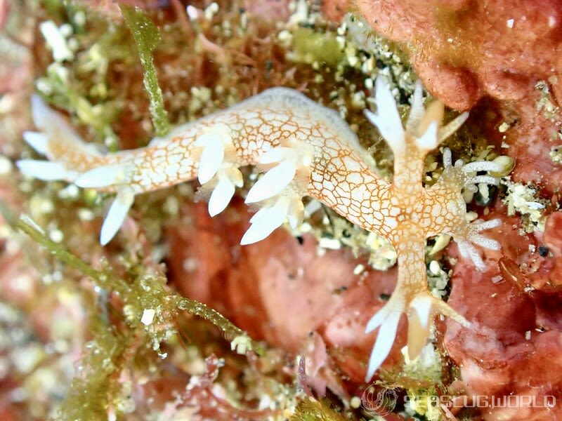 ヤマトユビウミウシ Bornella hermanni