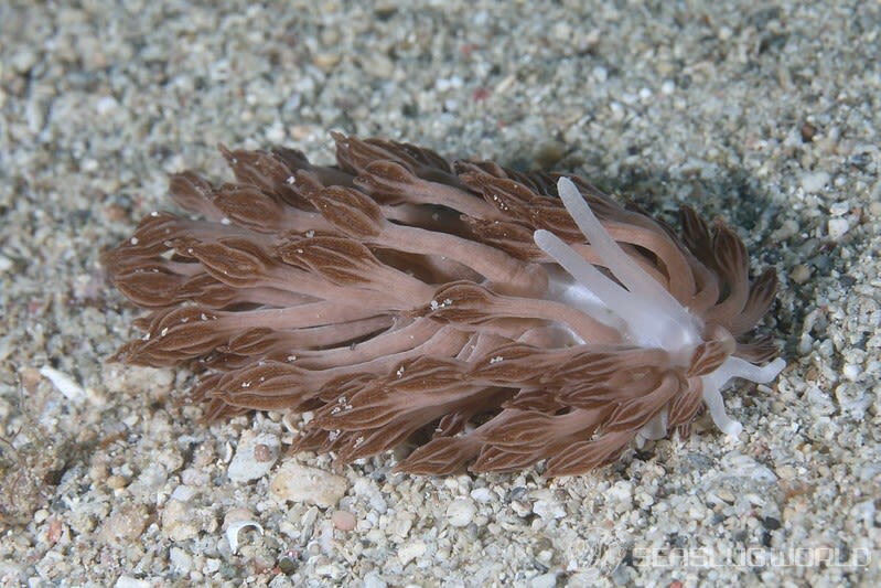 ラドマンミノウミウシ Phyllodesmium rudmani