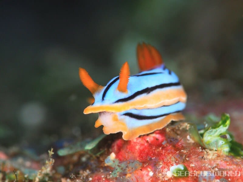 コールマンウミウシ Chromodoris colemani