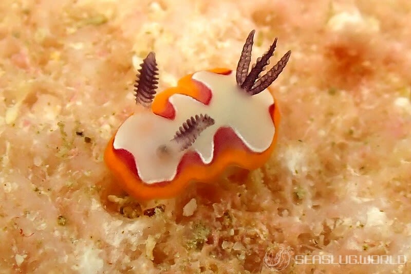 フジナミウミウシ Goniobranchus fidelis