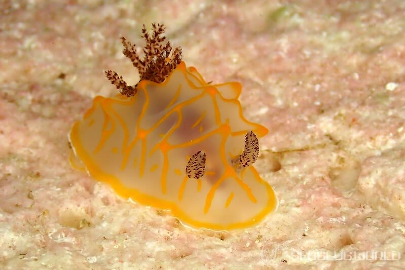 キスジカンテンウミウシ Halgerda diaphana