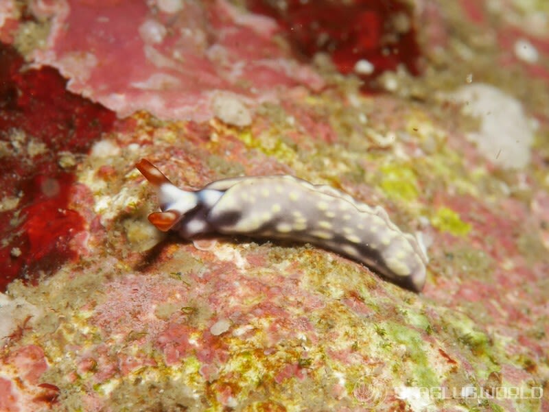 スイートジェリーミドリガイ Thuridilla albopustulosa