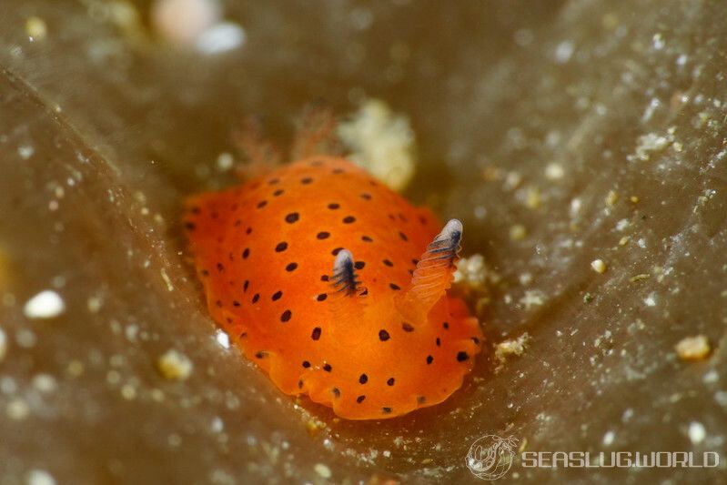 ヒメマダラウミウシ Dendrodoris guttata