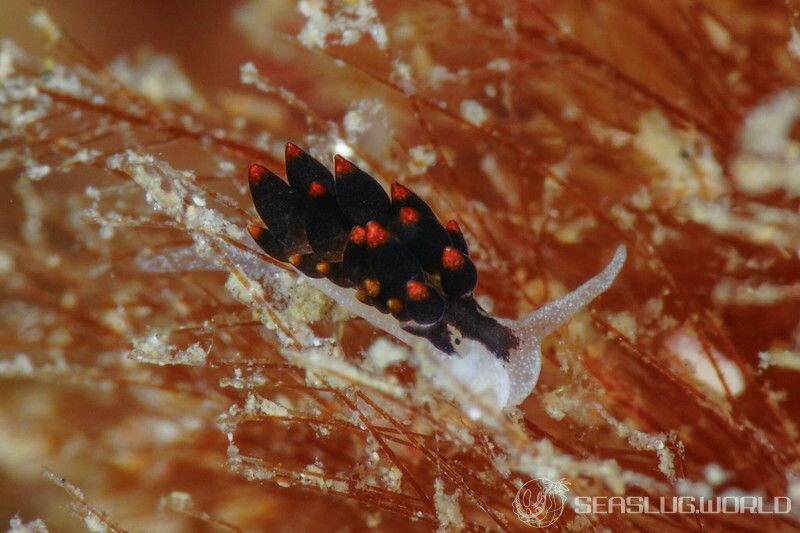 アリモウミウシ Ercolania boodleae